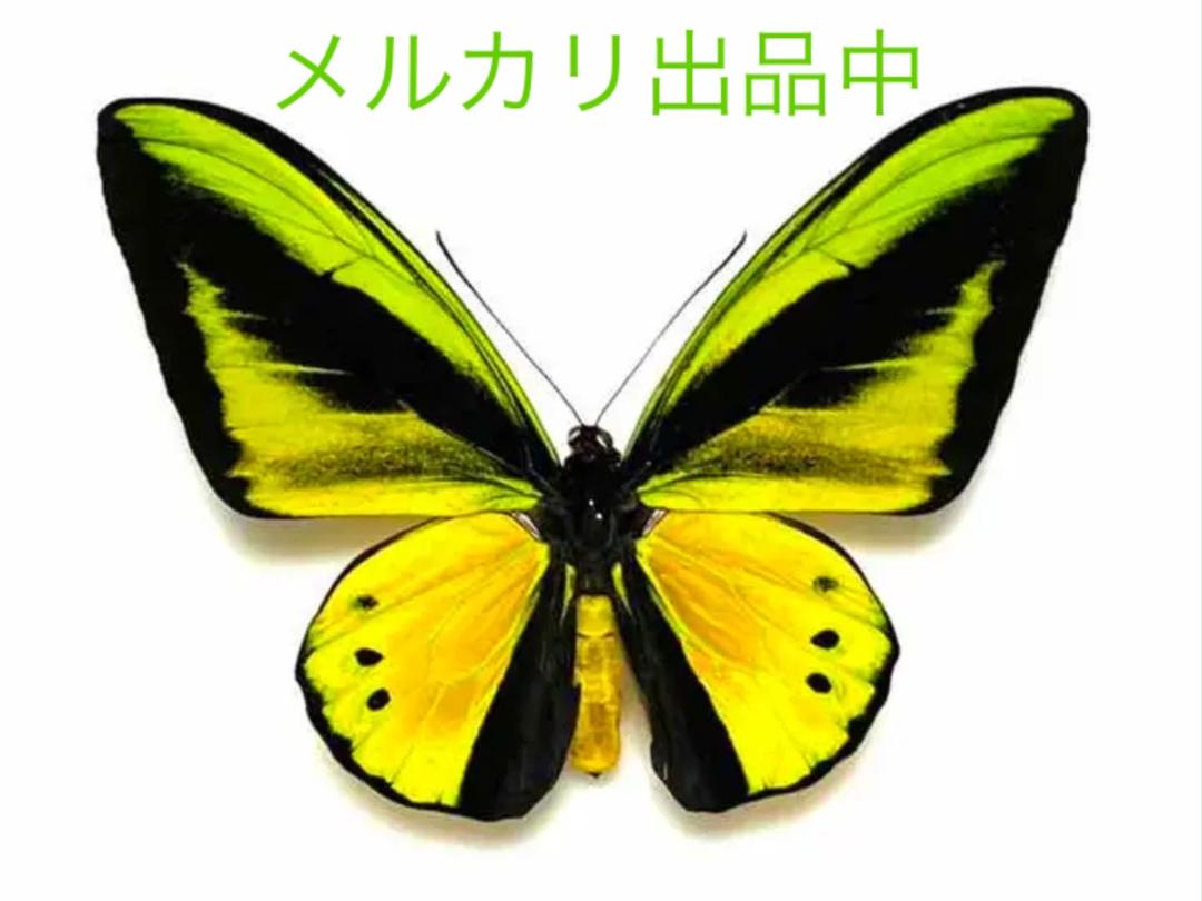 委託品】豪華絢爛‼️ゴライアストリバネアゲハ 蝶標本