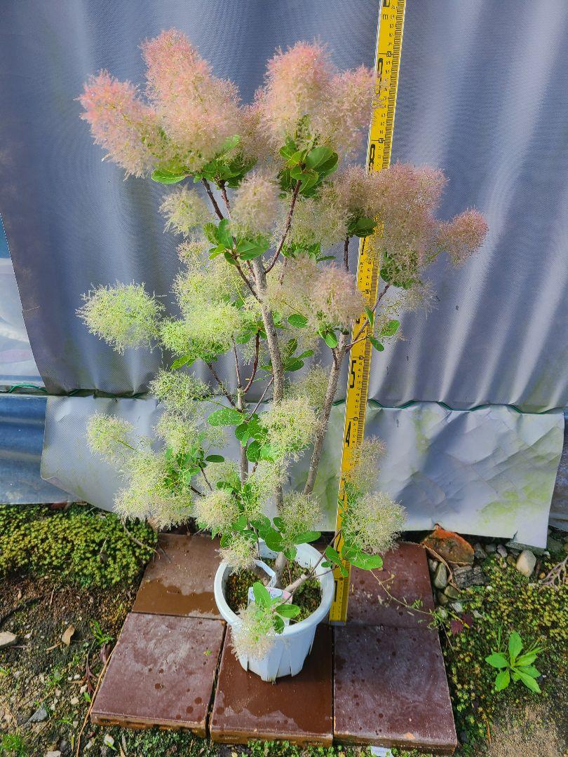 SW3スモークツリー白花接木高さ90cm~6号鉢物大苗マロンホワイト SW3スモークツリー白花接木高さ90cm6号鉢物大苗マロンホワイト