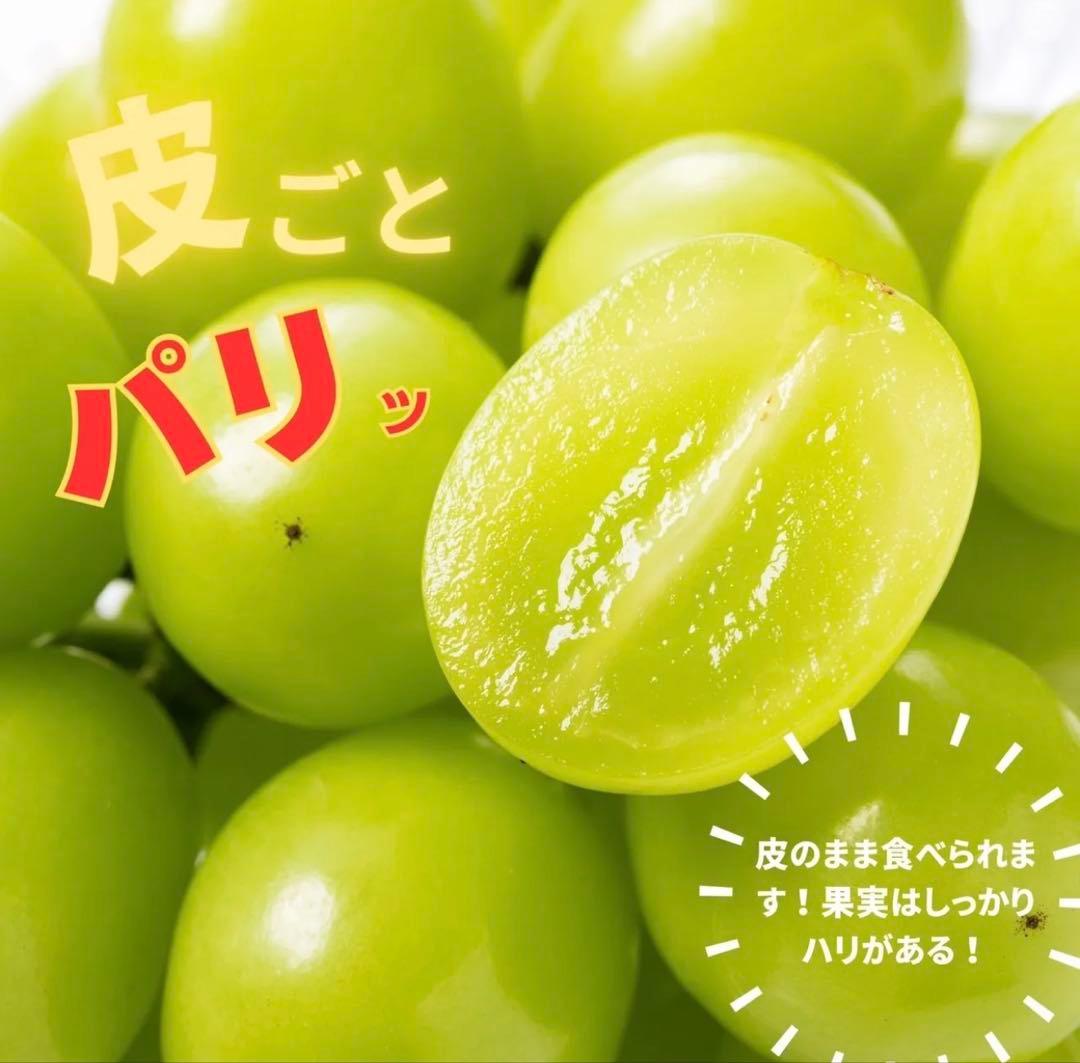 シャインマスカット 8パック入り シャインマスカット 8パック入り