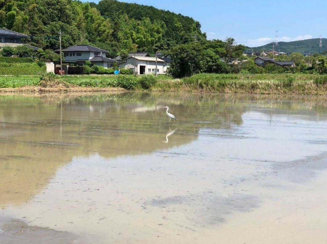 農薬不使用令和6年度産福岡県産宗像　特別栽培米『元気つくし』30kg