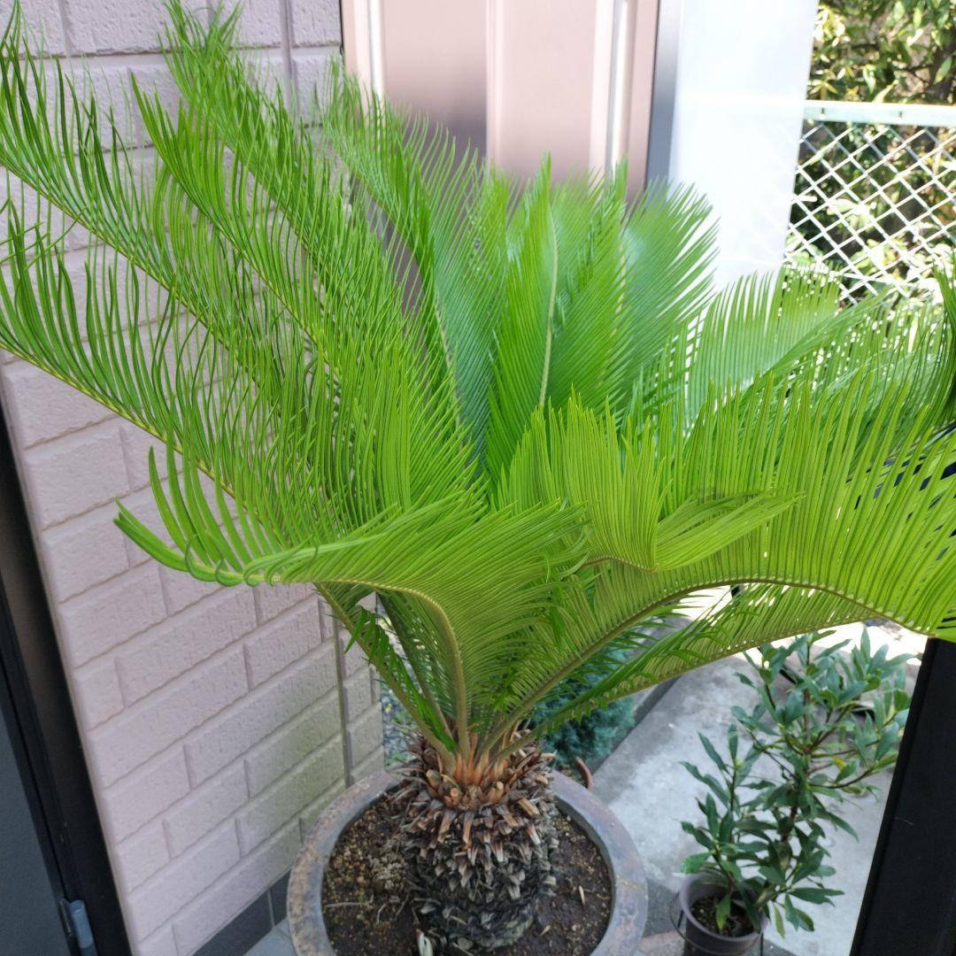 ソテツ 観葉植物 骨董陶器鉢付き /引取限定!❋発送応相談! ソテツ 観葉植物 骨董陶器鉢付き /引取限定!❋発送応相談!