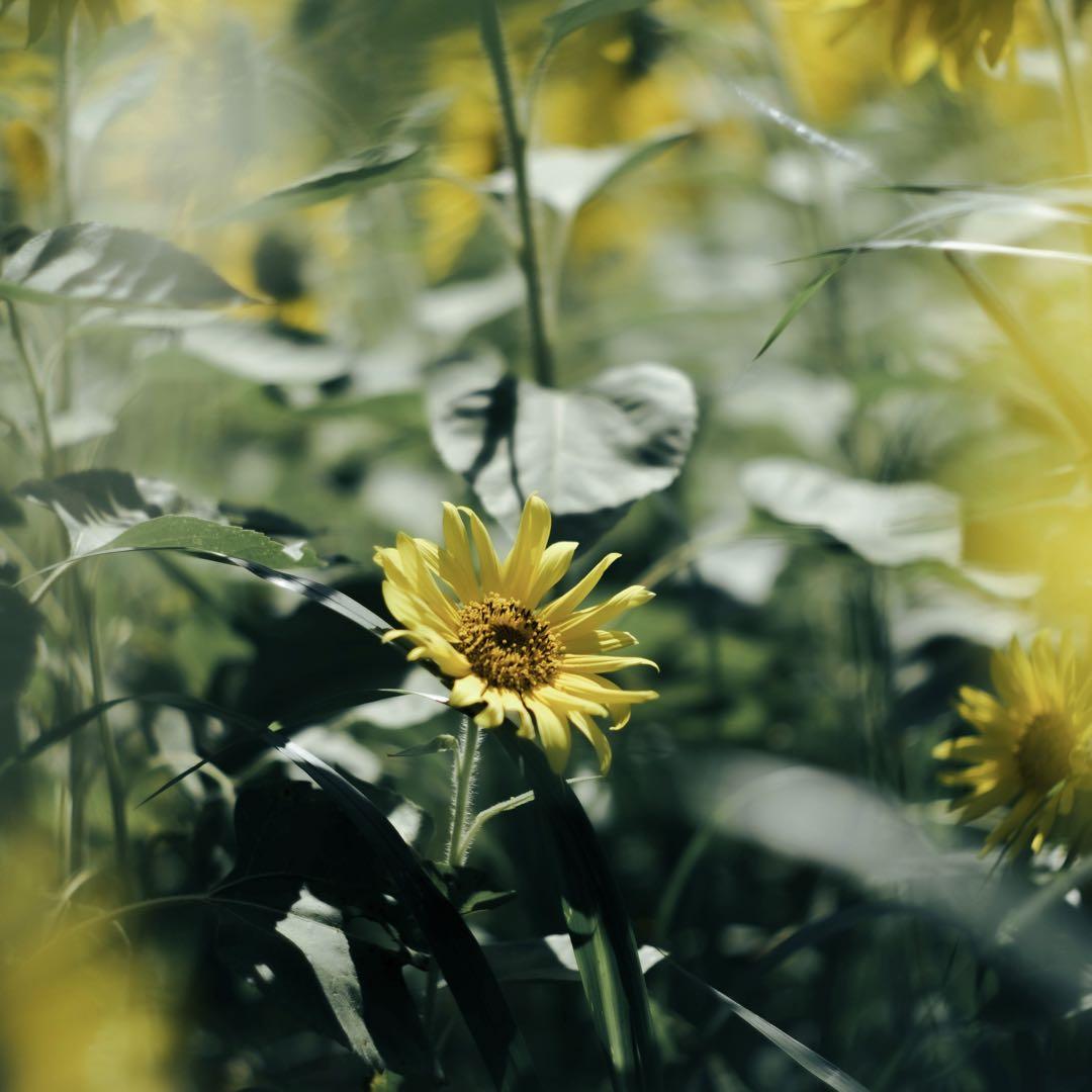 レンズ(単焦点) LEICA Summilux M50mm f1.4 2nd