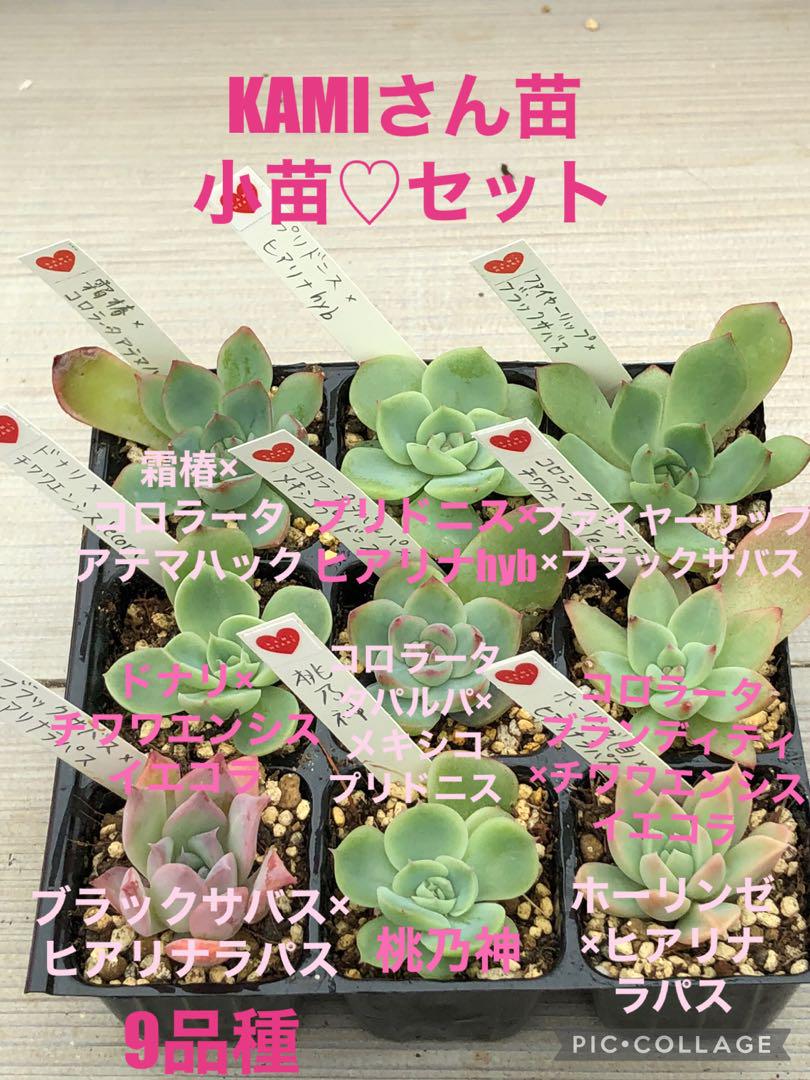 多肉植物 KAMIさん苗♡小苗セット(速達付)