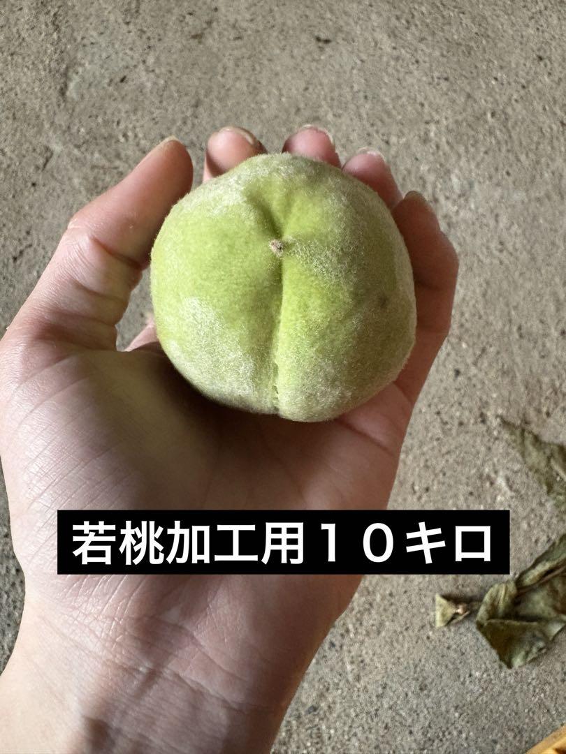若桃加工用10キロ