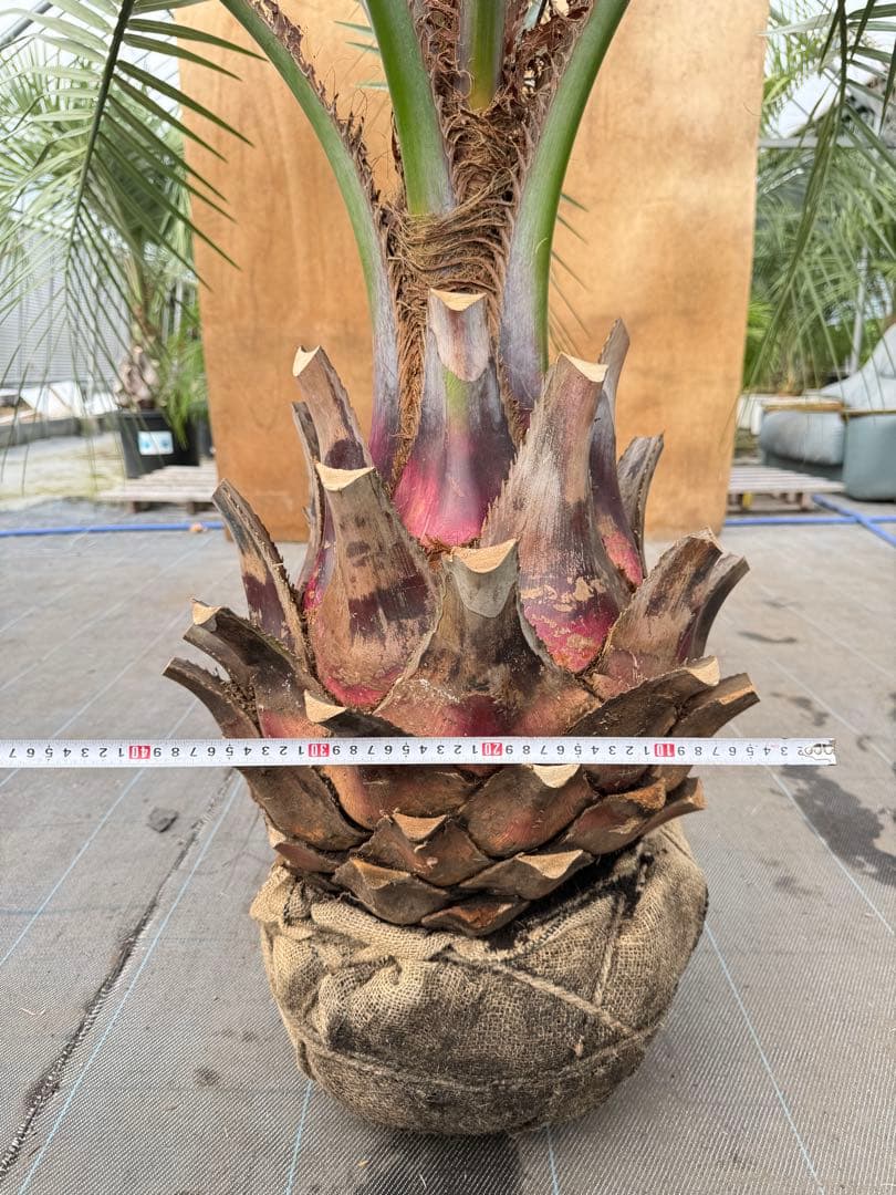 ココスヤシシルバーリーフ 太美形