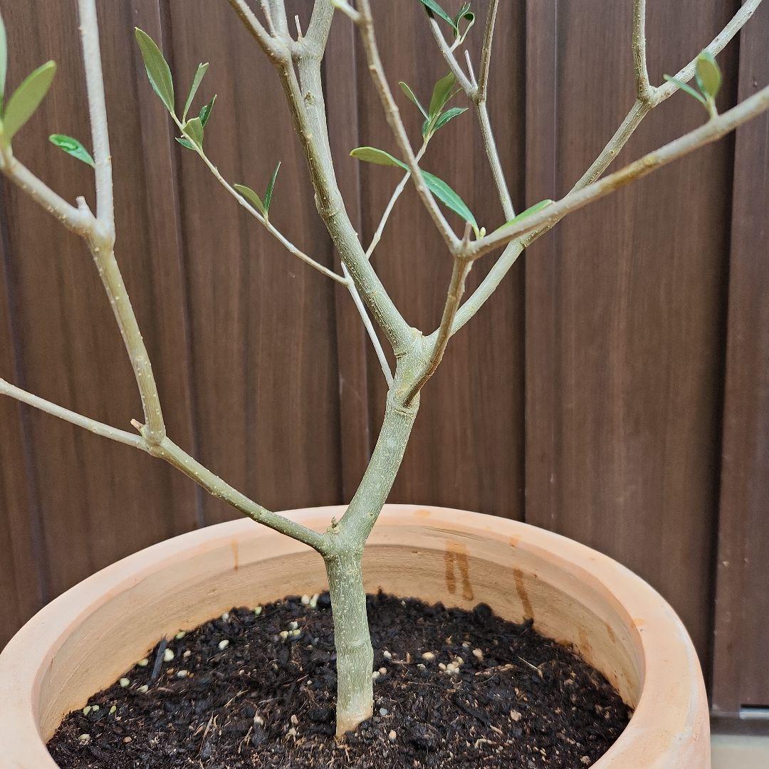 シンボルツリー目立った傷や汚れなし