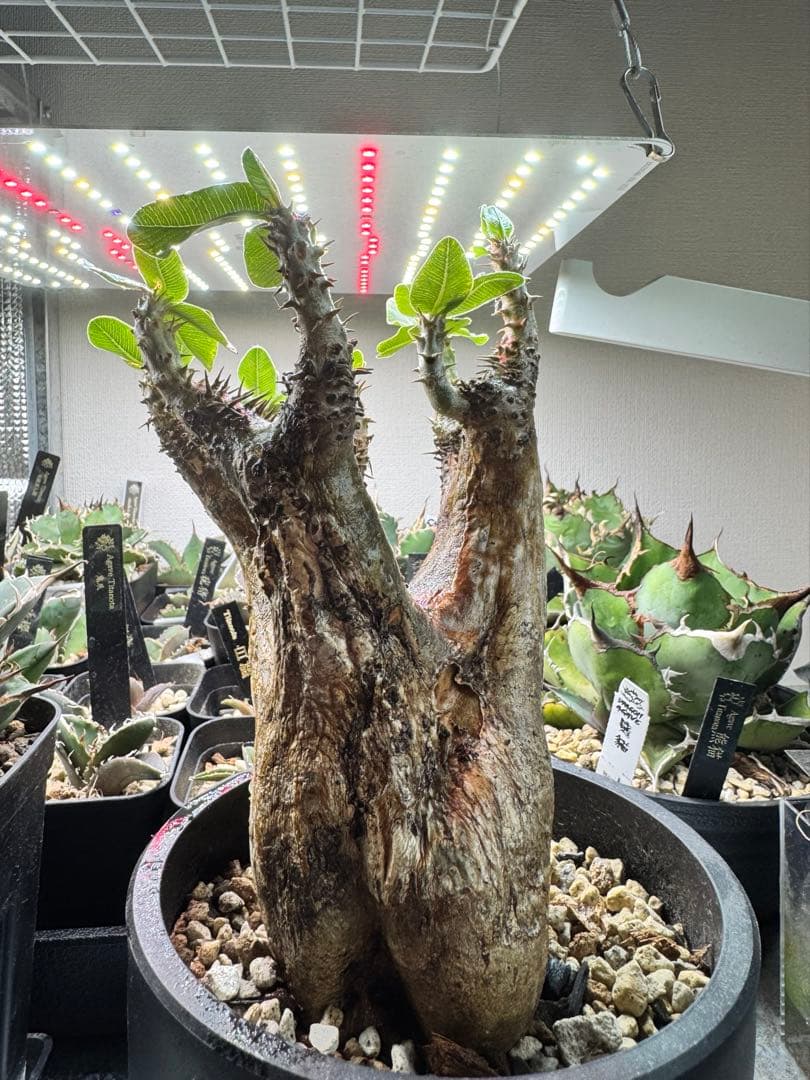 発根済み現地球