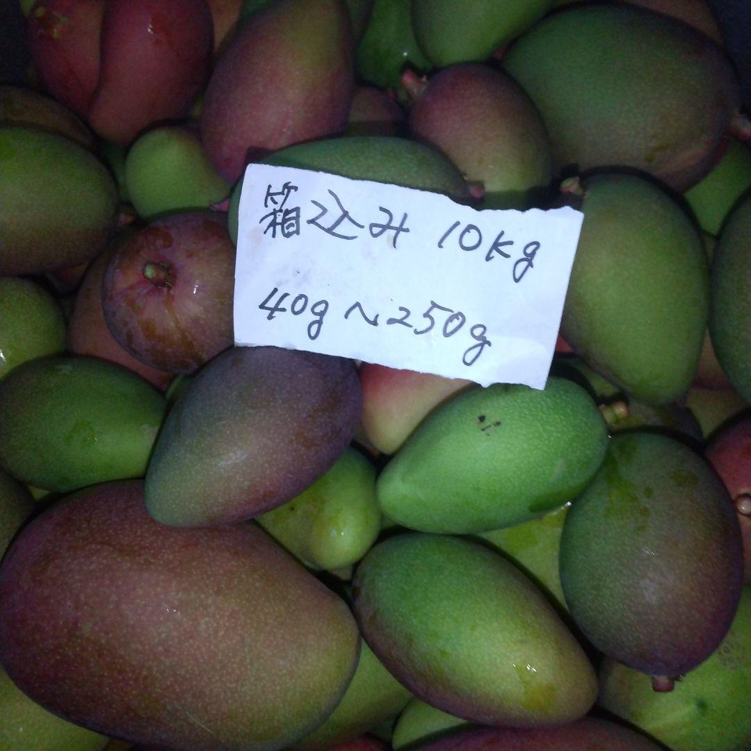 宮崎県産摘果マンゴー