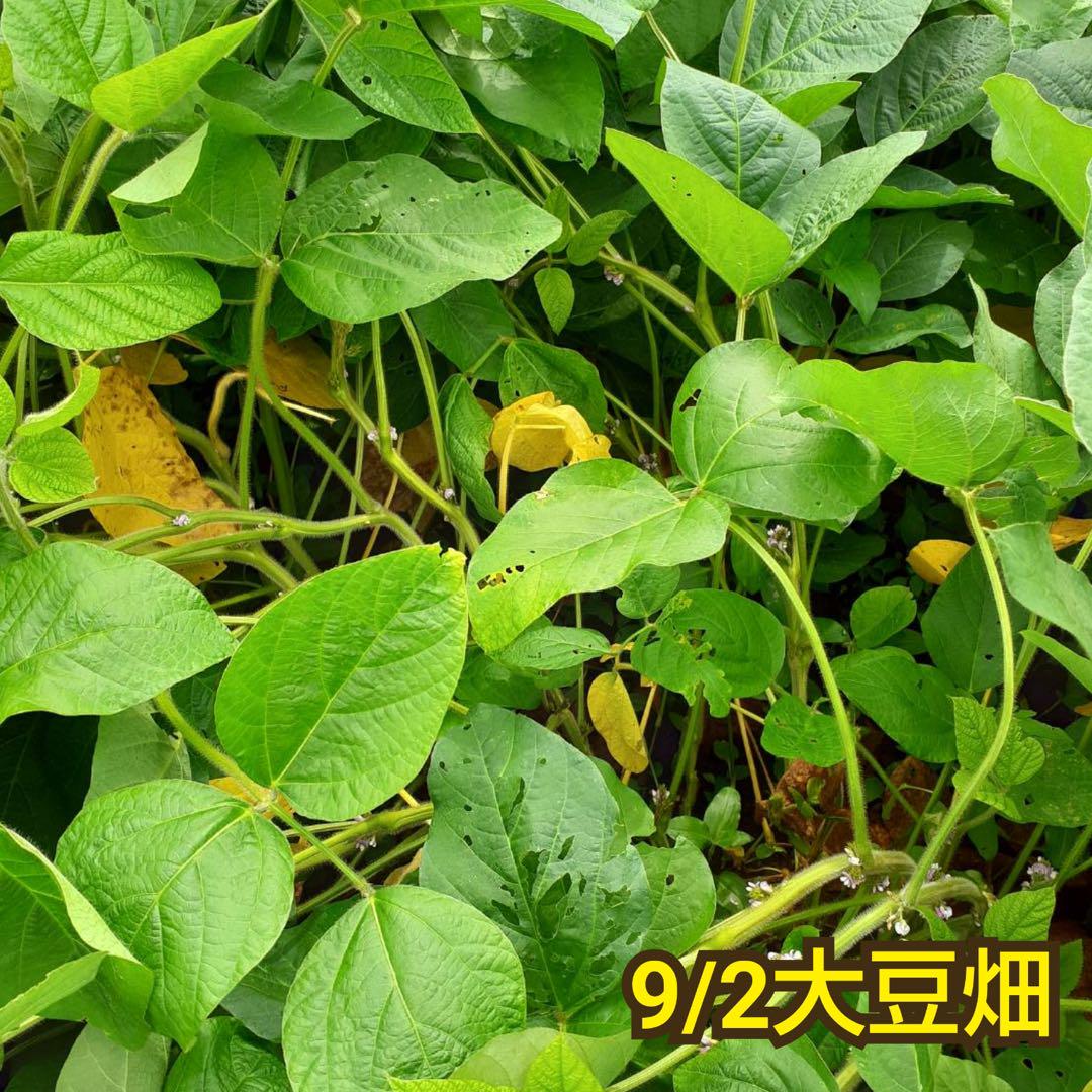 自然栽培　幻の大豆『八天狗』5kg 熊本県産
