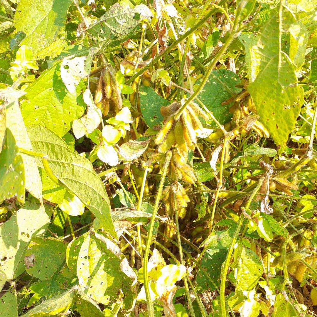 自然栽培　幻の大豆『八天狗』5kg 熊本県産