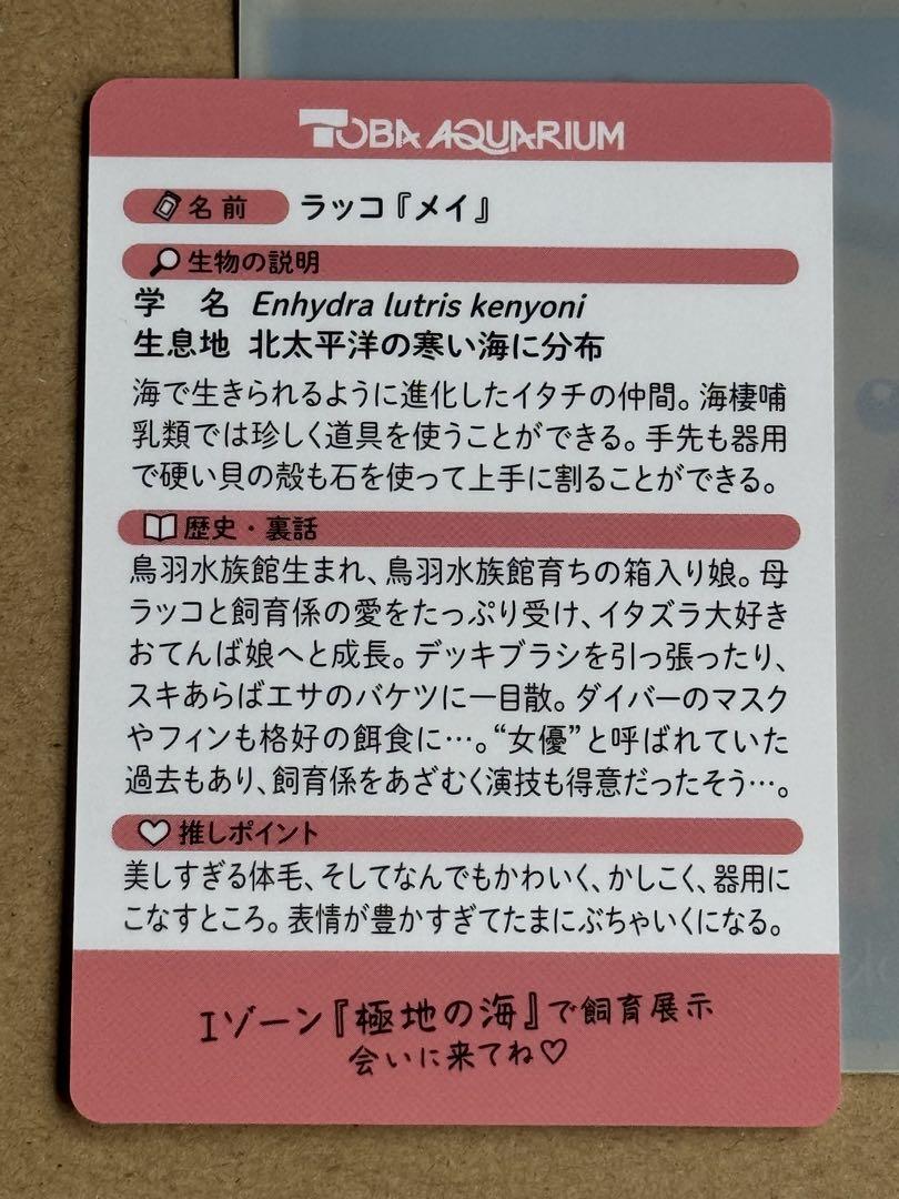 鳥羽水族館　TOBA AQUARIUMコレクションカード　メイちゃん　キラちゃん