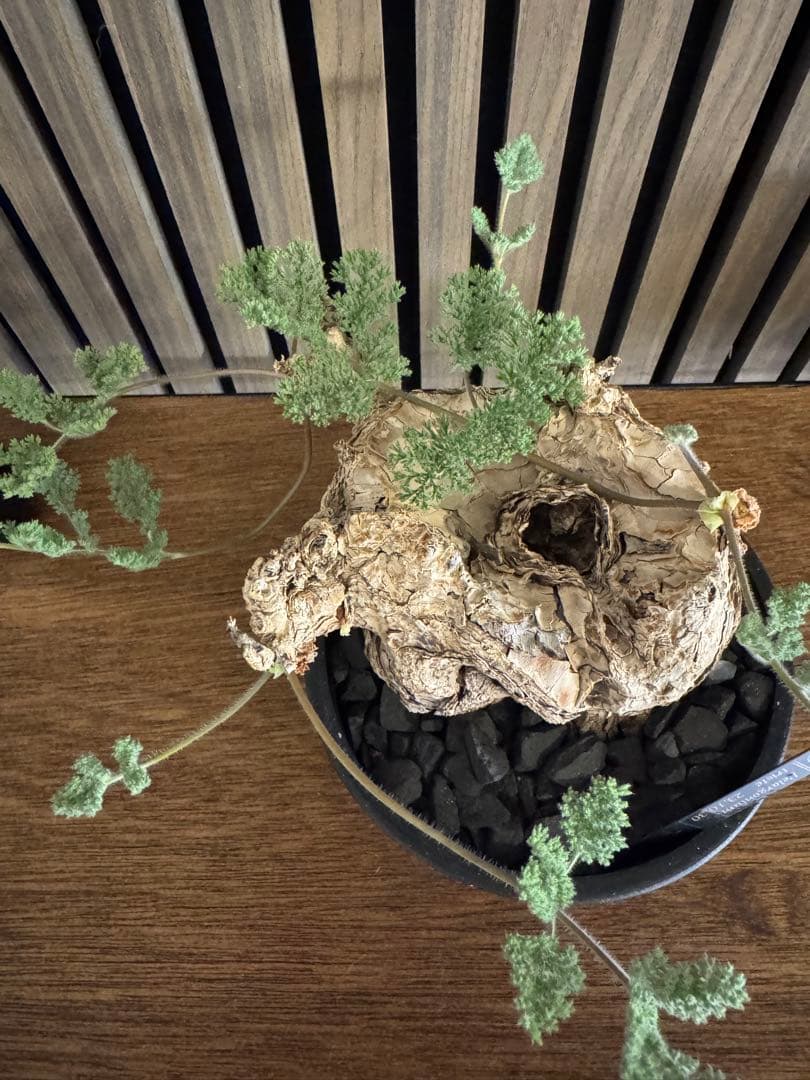 ペラルゴニウム トリステ目立った傷や汚れなし