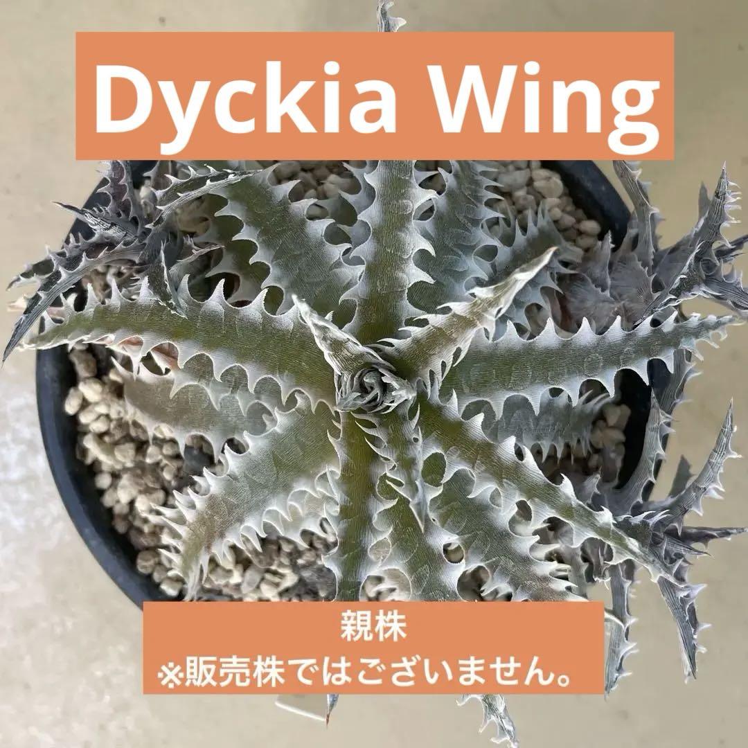 Dyckia wing otto hybrid ディッキア ウィング - メルカリ