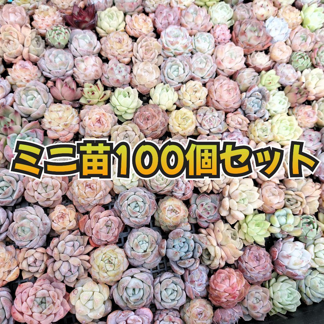 韓国ミニ苗100個セット✨多肉植物　エケベリア　詰め合わせ　寄せ植えに!!
