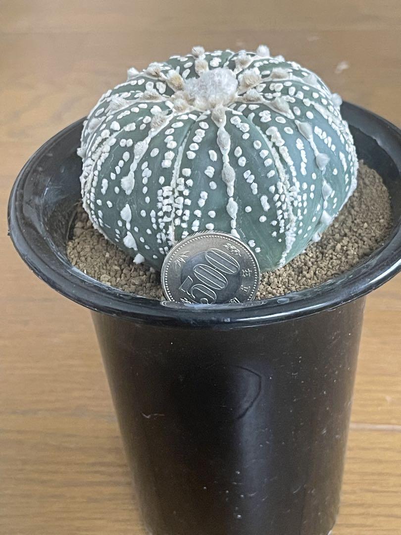 多肉植物　アストロフィツム　スーパー兜　 偏平　ヒトデ