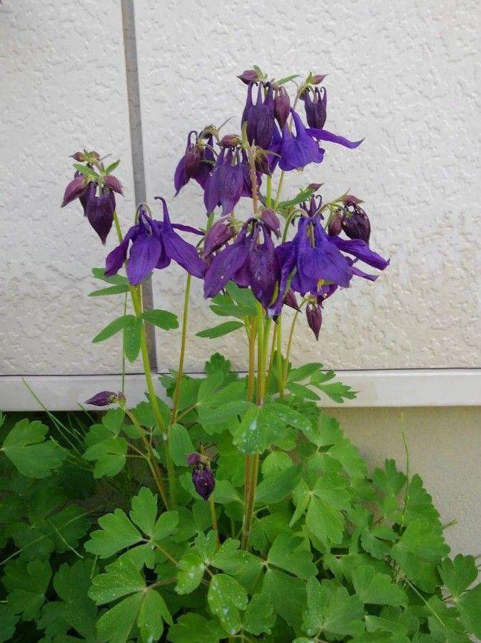 ライフウェーブ　アラビダパッチ＋オマケの春蒔き花種 ライフウェーブ アラビダパッチ+花種3種 - メルカリ