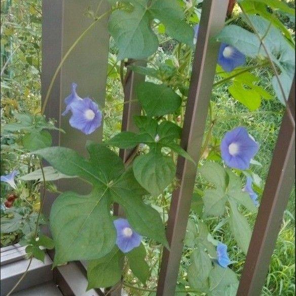 ライフウェーブ　アラビダパッチ＋オマケの春蒔き花種 ライフウェーブ アラビダパッチ+花種3種 - メルカリ