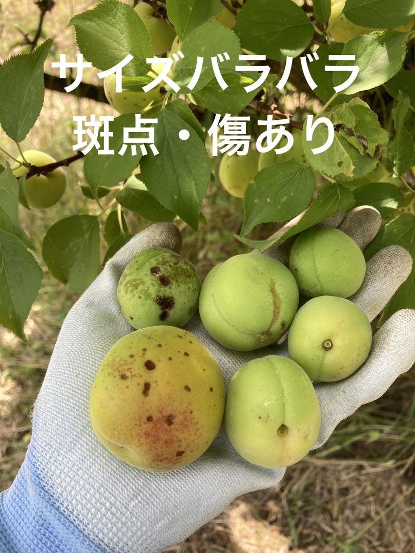 本日収穫！即発送！青梅10kg 訳あり - メルカリ