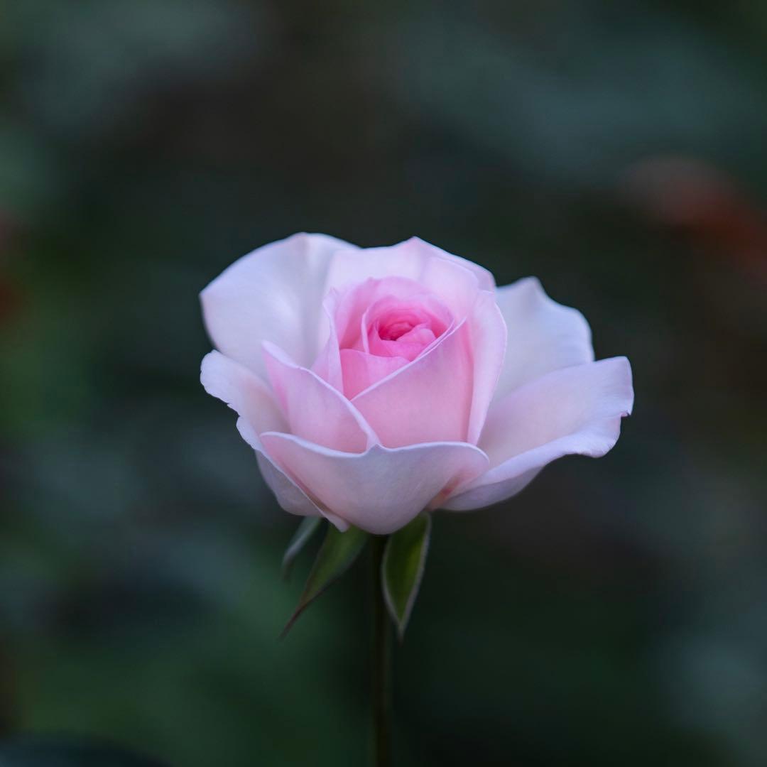 出来次第新品、♥