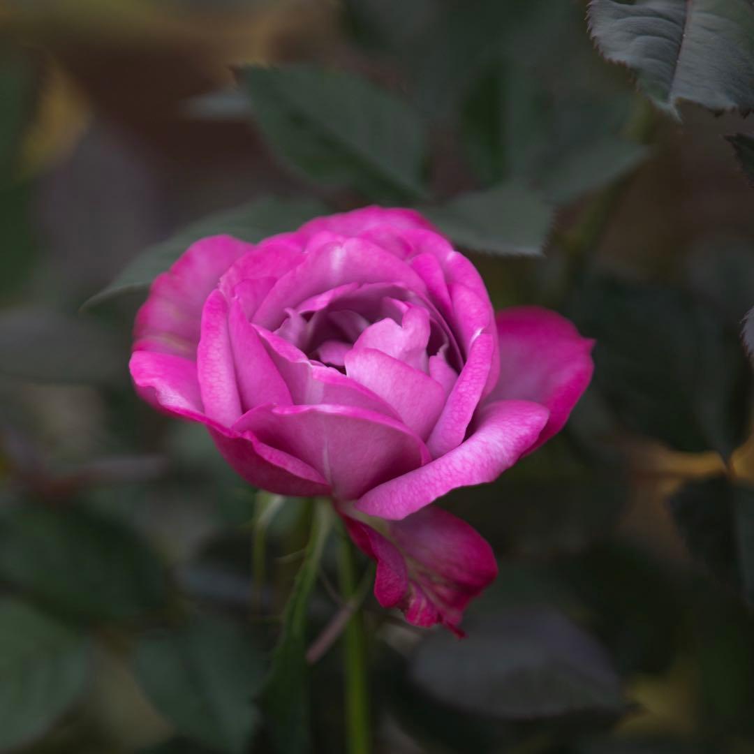 出来次第新品、♥