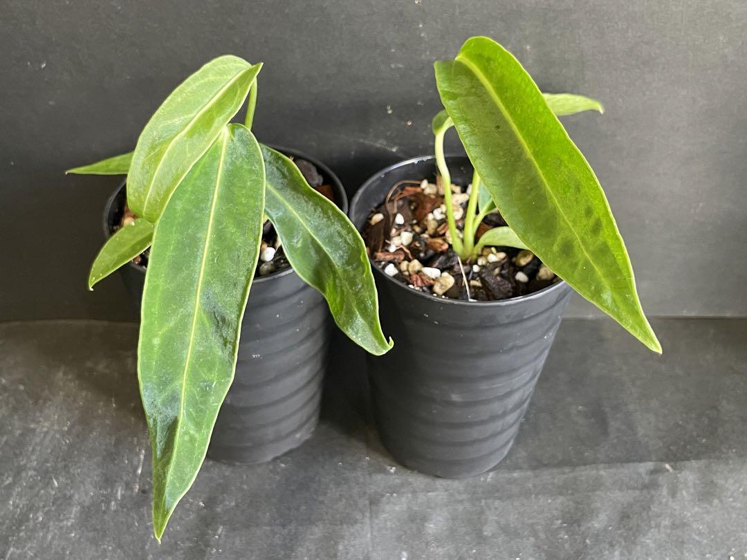 アンスリウム ワロクワナム ダークナローフォーム(Anthurium