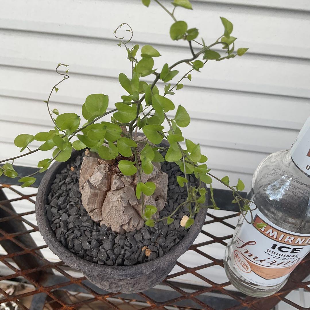 アフリカ亀甲竜