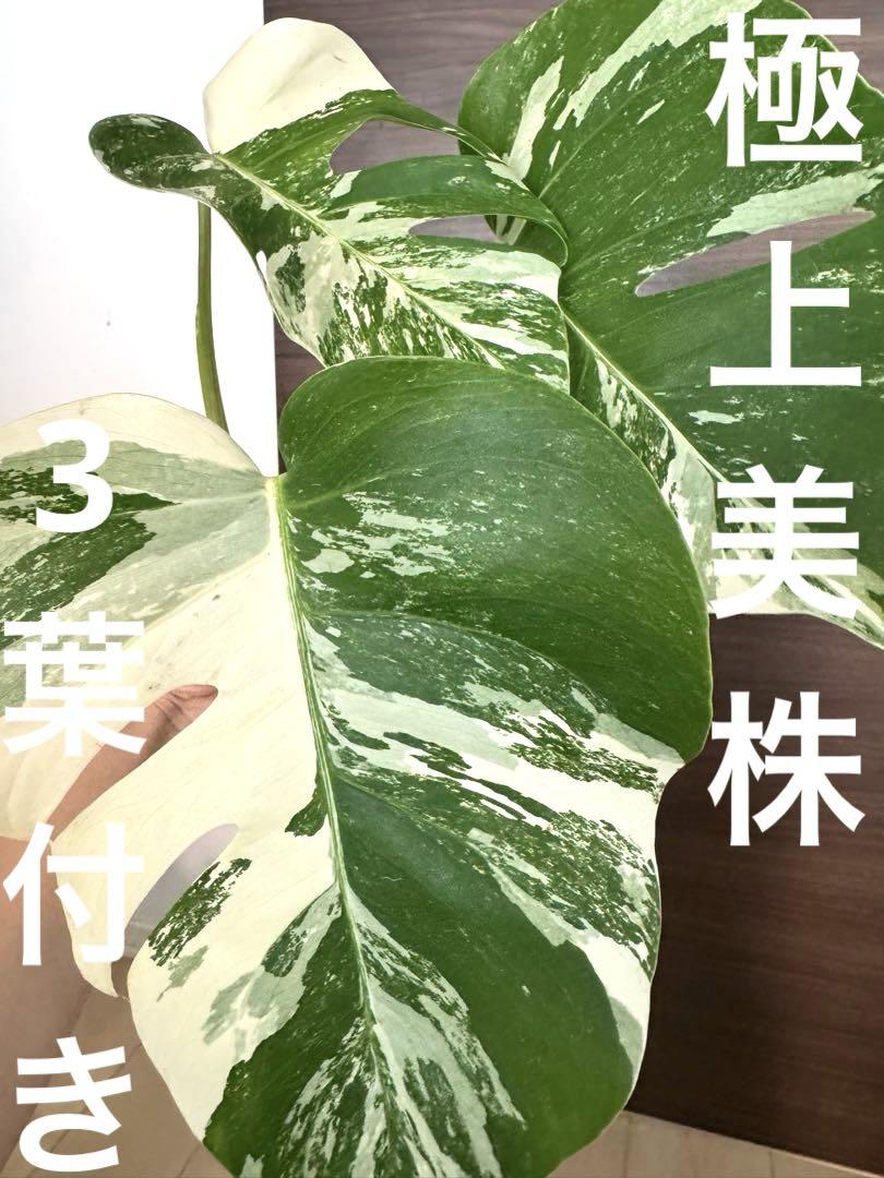 最高級　発根済み　厳選6葉付き モンステラ斑入り　ホワイトタイガー　ハーフムーン モンステラ | Garden Varejo