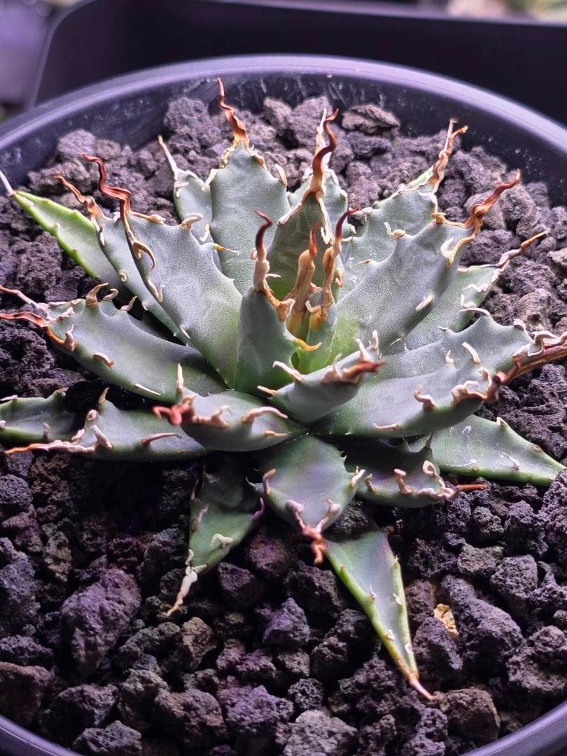 アガベ エボリスピナ 鉢のまま発送 妖炎目立った傷や汚れなし YUZUMIYA_COM