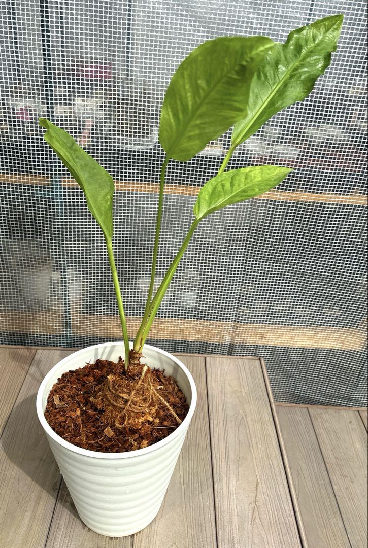 観葉植物 レア種 アンスリウム フーケリー
