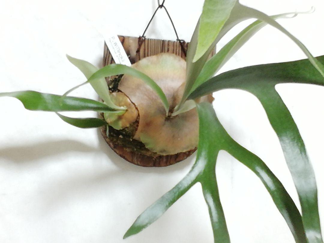 P.Willinckii cv Mutant ウイリンキー選抜　子株付き