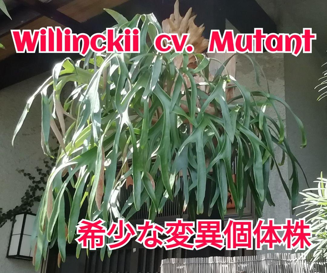 P.Willinckii cv Mutant ウイリンキー選抜　子株付き