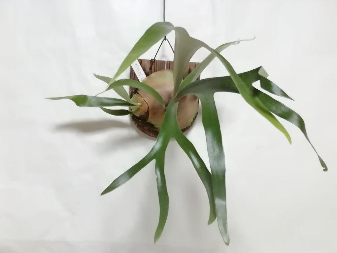 P.Willinckii cv Mutant ウイリンキー選抜　子株付き