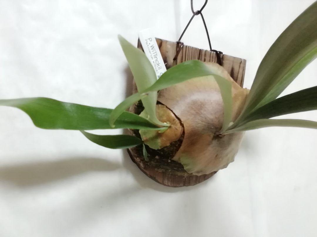 P.Willinckii cv Mutant ウイリンキー選抜　子株付き