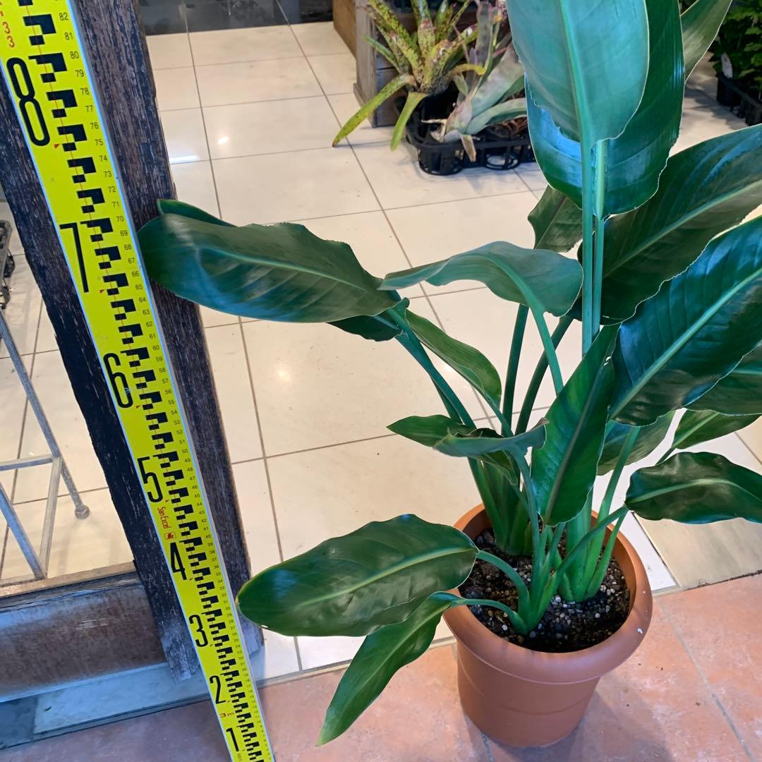 ストレリチア レギネ 8号 3株植え ストレリチア レギネ 8号 3株植え