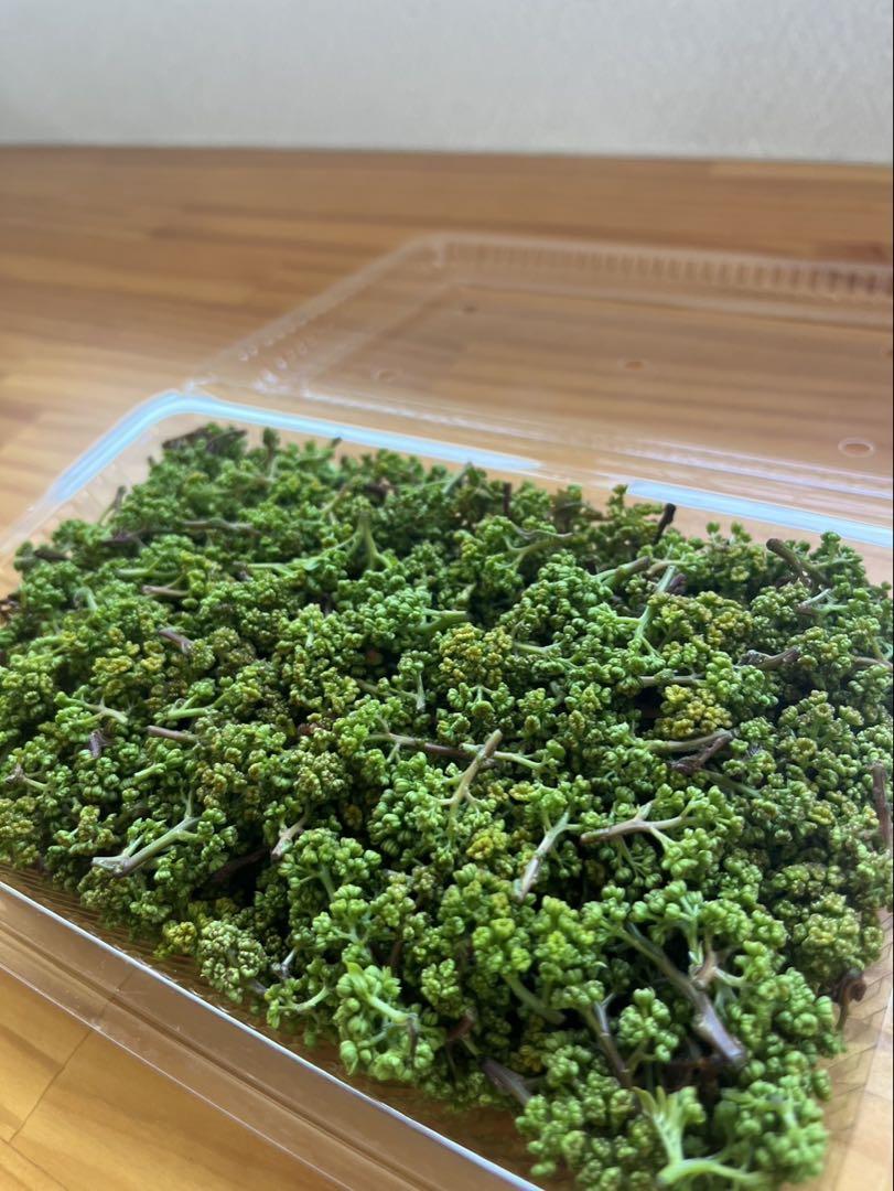 奈良県産　ハウス栽培　花山椒　100g