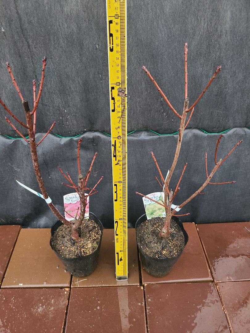 SY1スモークツリー白花接木高さ70cm6号鉢物大苗ヤングレディR SY1スモークツリー白花接木高さ70cm6号鉢物大苗ヤングレディR 落葉樹