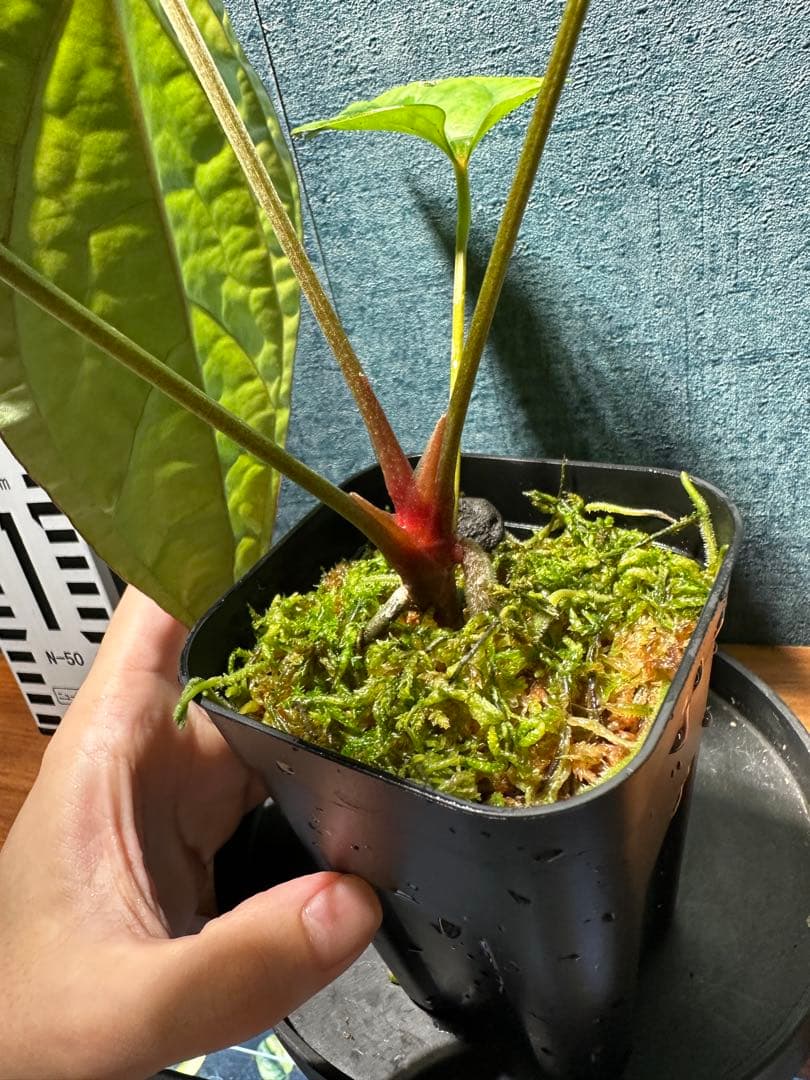cf.