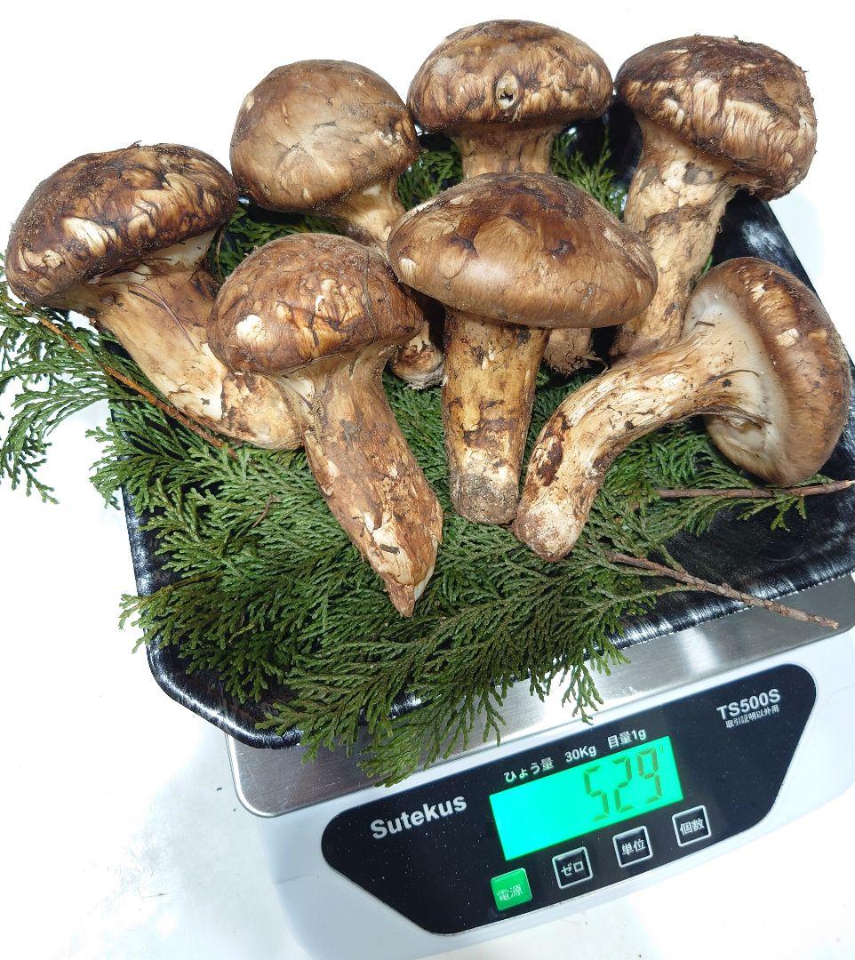 岡山県産　極上蕾松茸約529g11/7採取㊳
