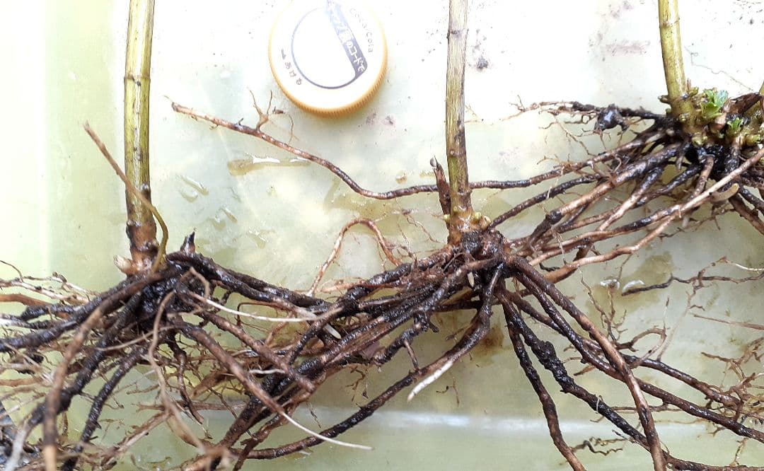 宿根フロックス 白 ご連絡用やや傷や汚れあり YUZUMIYA_COM