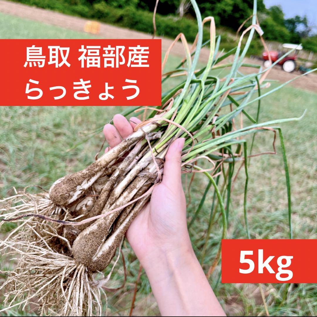 らっきょう　5kg 鳥取県産　福部町　ふくべ　ラッキョウ　産地直送
