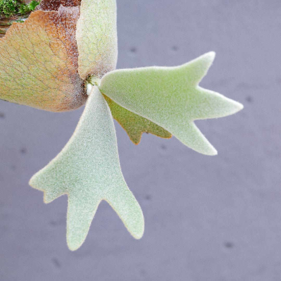 ビカクシダ P.willinckii Jade Girl sporeling - メルカリ