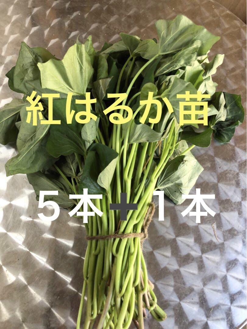 てしまの苗 さつまいも苗（イモヅル） 紅はるか1束10本入り