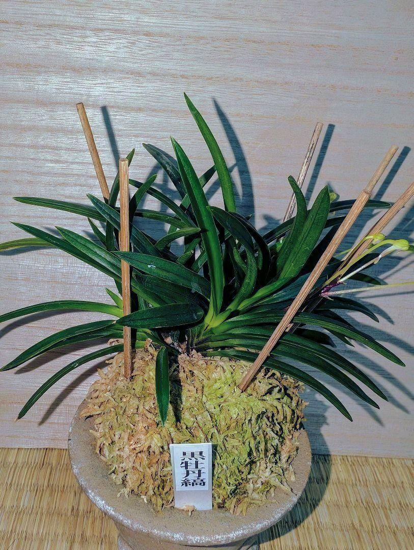 富貴蘭　黒牡丹(美術株)