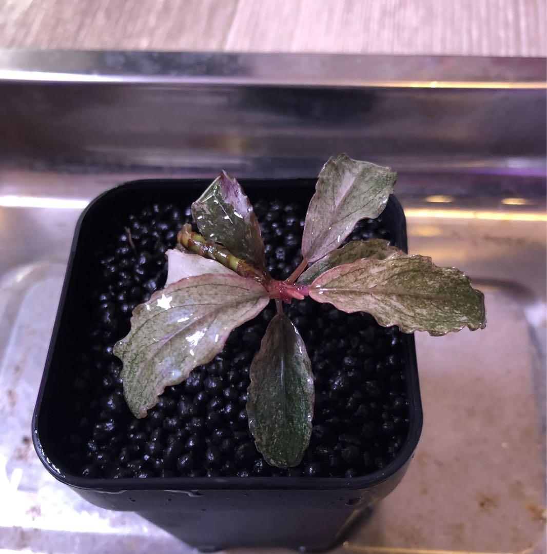 Variegata ピンクバリエガータ