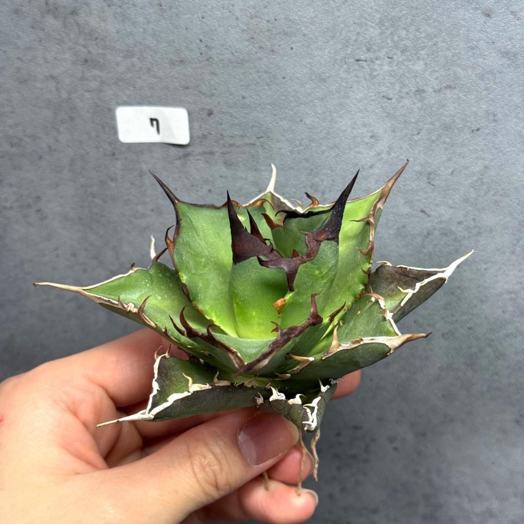 アガベ チタノタ オテロイ ハデス 恐竜牙歯 7 アガベ チタノタ アガベ チタノタ オテロイ ハデス 恐竜牙歯 7 アガベ チタノタ