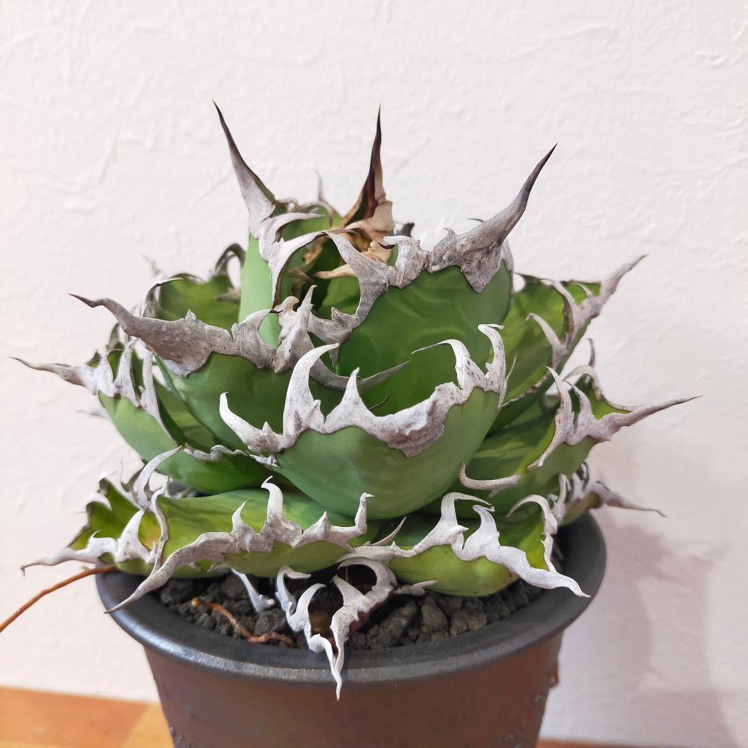 シーザー アガベ