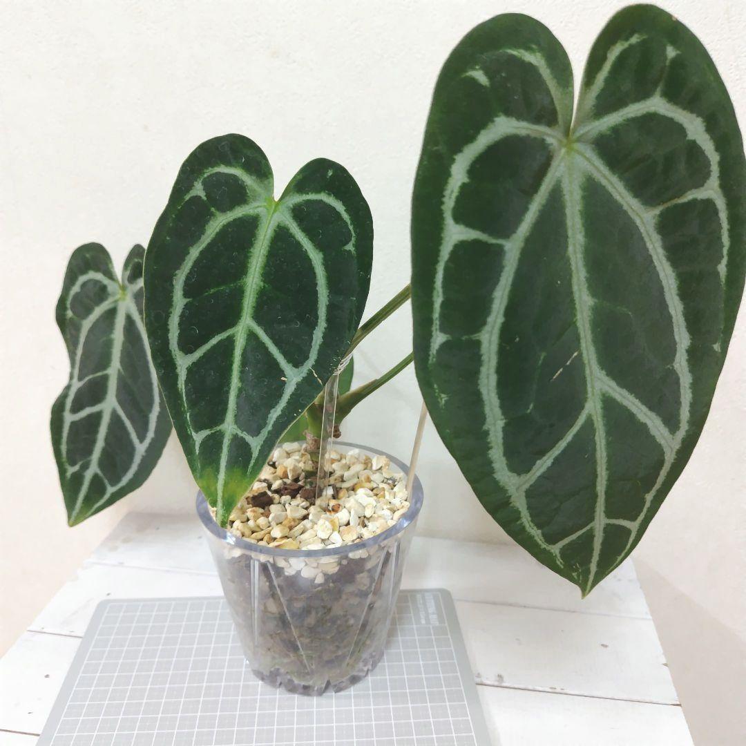 アンスリウム エンジェルズドリーム×カーラやや傷や汚れあり YUZUMIYA_COM