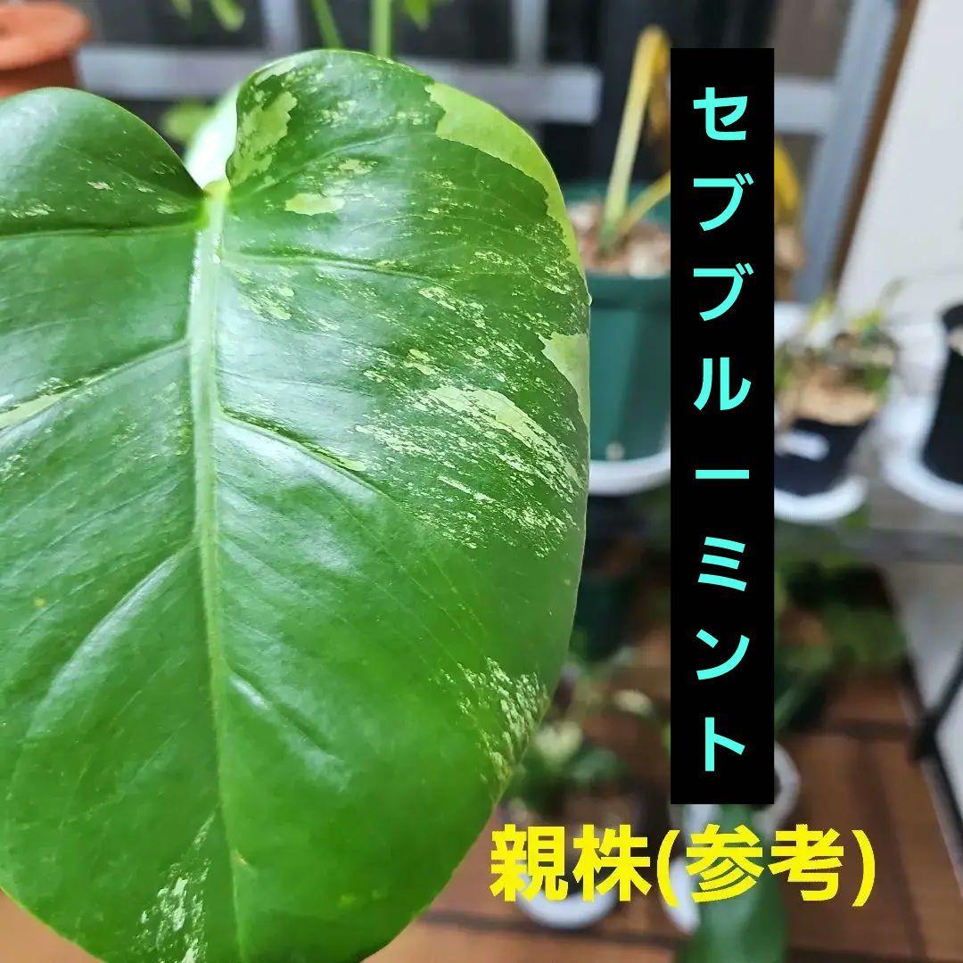 モンステラ ボルシギアナ セブブルーミント