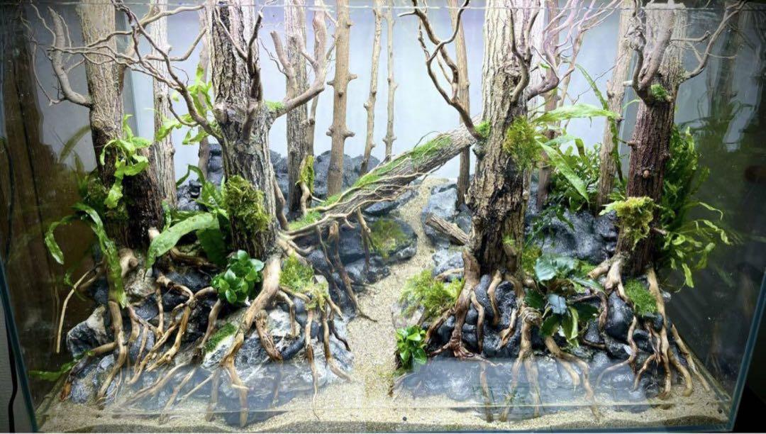Gavi様専用】水草活着済みアクアリウムレイアウト「森青龍の幻想」 Gavi様専用】水草活着済みアクアリウムレイアウト「森青龍の幻想」