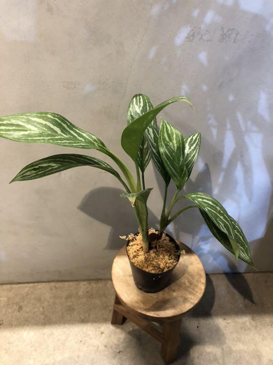 グレイ系高質 ウーロン様専用アグラオネマ ニティドゥム カーティシー 植物 観葉植物 インテリア 住まい 小物グレイ系31 割引 Ameublier Com
